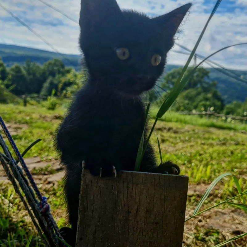 Прекрасные горные котята